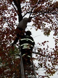 Firefighter Gravius Rescues A Man Stuck In A Tree In October 2006 